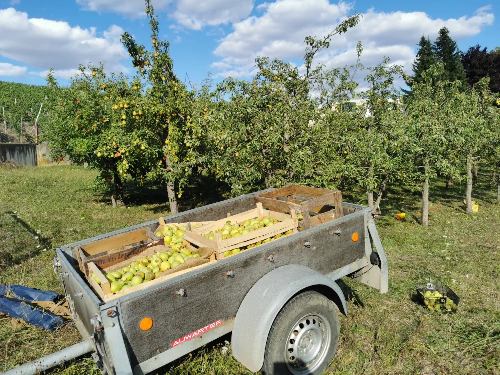Anhänger mit Birnen auf der Obstwiese