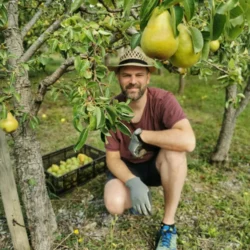 Bernd im Birnenbaum